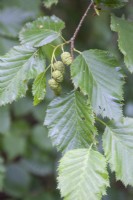 Alnus viridis subsp. sinuata syn. Alnus sinuata, sitka alder, Alnus alnobetula. Leaves and female fruits. August. Summer.