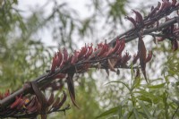Flowering stems of hardy, evergreen perennial, Phormium  tenax syn. New Zealand flax. August. Summer.