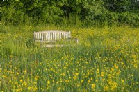 View of Ranunculus acris flowering in a wildflower meadow with a wooden bench in Summer - May
