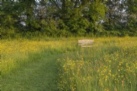 View of Ranunculus acris flowering in a wildflower meadow with a curved grass path and a wooden bench in Summer - May