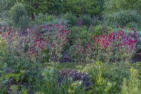 Aquilegia vulgaris 'Ruby Port' flowering in an informal country cottage perennials garden border in Summer - May