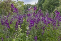 Verbascum phoenicium 'Violetta' flowering in Summer - May