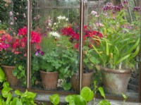 The Greenhouse with geraniums Old Vicarage Garden East Ruston Norfolk April Spring