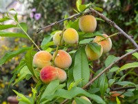 Peach Prunus persica  Peche de Vigne  Spring May