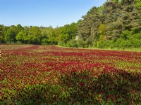 Trifolium incarnatum - Crimson clover grown as crop May Spring