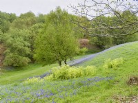 Hyacinthoides non-scripta - English Bluebells and Alexanders in grounds at Kelling Hall Norfolk