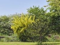 Laburnum anagyroides and Araucaria araucana - Laburnum and Monkey Puzzle tree in front garden
