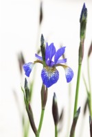 Iris sibirica 'Tropic Night' - Siberian Iris