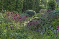 Aquilegia vulgaris 'Ruby Port' flowering in an informal country cottage perennials garden border in Summer - May