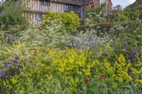 View of a mixed planting of perennials in an informal country cottage garden border in Summer - May