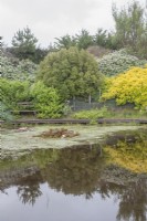Informal pond with Nymphaea syn. water lilies. Flowering shrubs. Reflections. Wooden, painted garden seat. August. Summer.