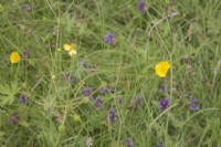 Prunella vulgaris syn. self-heal and Ranunculus acris syn. meadow buttercup in wildflower-meadow. Plant portrait.August. Summer.
