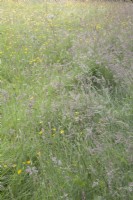Wildflower meadow beside woodland. Ranunculus acris syn. meadow buttercup. Grasses.   August. Summer.