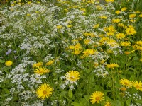 Doronicum pardalianches - leopard's bane and Anthriscus sylvestris cow parsley Late May Norfolk
