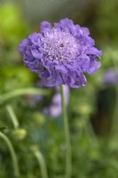 Scabiosa colombaria 'Butterfly Blue' scabious