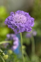 Scabiosa colombaria 'Butterfly Blue' scabious