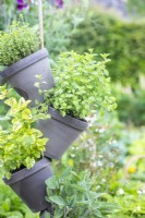 Oregano planted in herb tower