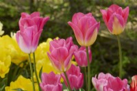Tulipa 'Dynasty'
