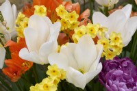 Tulipa 'Purissima' with Tulipa 'Orange Emperor', Tulipa 'Blue Diamond' and Narcissus 'Golden Dawn'