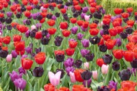 Massed planting of Tulipa 'Bastogne', Tulipa 'Paul Scherer', Tulipa 'Passionale', and Tulipa 'Mistress'.