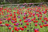 Massed planting of Tulipa 'Bastogne', Tulipa 'Paul Scherer', Tulipa 'Passionale', and Tulipa 'Mistress' in a meadow with a rustic wooden fence.