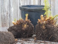 Division of a pot bound fern plant by cutting in half and taking off bottom