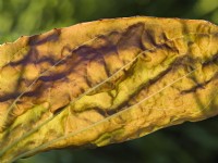Plantago major 'Atropurpurea' - sunlight through leaf
