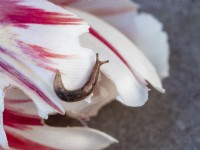 Slug in tulip petals