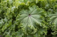 Malva verticillata 'Crispa' - Vegetable mallow