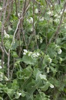 Pisum sativum - Flowering pea plants amongst hazel stick supports