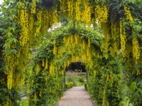 Laburnum anagyroides Tunnel late May