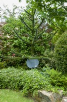Digital TV dish in garden border at base of Araucaria araucana - Monkey Puzzle Tree - with accompanying shrubs, ferns and ground cover - Open Gardens Day, East Bergholt, Suffolk