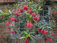 Crinodendron hookerianum - Chilean Lantern Tree  June Summer