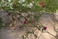 Rosa odorata Mutabilis -
rose Mutabilis trained against a stacked straw bale wall rendered with lime mortar.

The Nurture Landscapes Garden at RHS Chelsea Flower Show 2023.

Design: Sarah Price