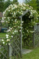 Rosa - Rose 'Malvern Hills' on garden arch