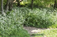 Anthriscus sylvestris Cow Parsley lining a 
shady footway