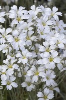 Cerastium tomentosum Snow-in-summer