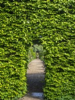 Hornbeam arch at East Ruston Old Vicarage Gardens, Norfolk May Spring