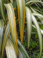 Phormium 'Duet' - New Zealand flax May Spring