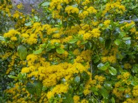 Azara serrata in flower Spring May
