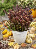 Leucothoe in pot, autumn October