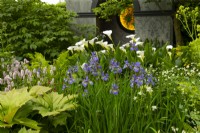  Iris siberica 'Silver Edge',  Zantedeschia Crowborough, Persicaria bistora 'Superba', Rodgersia podophylla  and Valeriana officinalis in front of a neo classical temple in the Myeloma UK -A Life Worth Living Garden designed by Chris Beardshaw