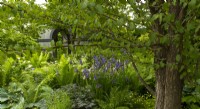 Cercidiphyllum japonicum - Japanese Judas Tree above a bed of Iris sibirica 'Silver Edge' and Mateucia struthipteris in the Myeloma UK - A Life Worth Living Garden designed by Chris Beardshaw at the RHS Chelsea Flower Show 2021.
