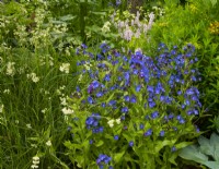 Anchusa azurea 'Loddon Royalist'  in the Myeloma UK - A Life Worth Living Garden designed by Chris Beardshaw at the RHS Chelsea Flower Show 2023