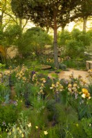 Groups of Benton Irises mixed with low level planting under Pinus sylvestris in the Nurture Landscapes Garden, a show garden designed by Sarah Price at the RHS Chelsea Flower Show 2023