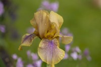 A close-up of Iris 'Benton Olive' in the Nurture Landscapes Garden, a show garden designed by Sarah Price at the RHS Chelsea Flower Show 2023