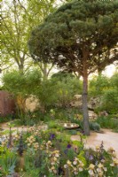Pinus sylvestris towering over low level planting including Iris 'Benton Olive' in the Nurture Landscapes Garden, a show garden designed by Sarah Price at the RHS Chelsea Flower Show 2023