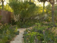 Morning sun streaming through the Nurture Landscapes Garden planted with Benton Irises, a show garden designed by Sarah Price at the RHS Chelsea Flower Show 2023