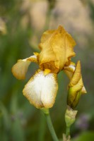 A close-up of Iris 'Benton Susan' in the Nurture Landscapes Garden, a show garden designed by Sarah Price at the RHS Chelsea Flower Show 2023