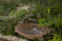 Rosa 'Nozomi' and Saxifrga umbrosa around a waterfilled bowl in the Nurture Landscapes Garden, a show garden designed by Sarah Price at the RHS Chelsea Flower Show 2023